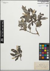 Foto von Salix glauca L.